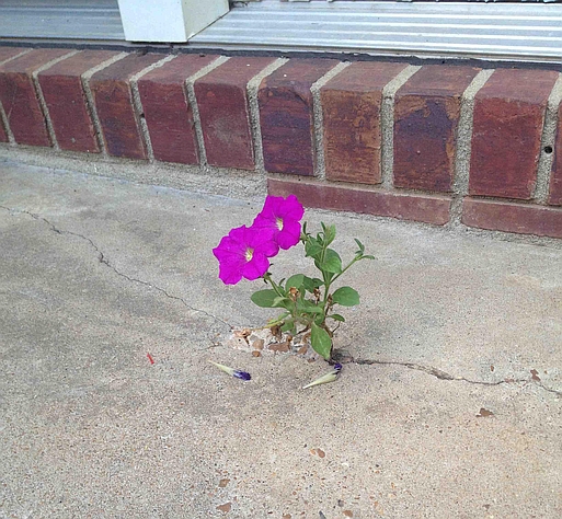 A solitary petunia, growing up through a crack in concrete.