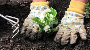 Small hands working in the St. Peter's Children's Garden. SHARON SHERIDAN PHOTO