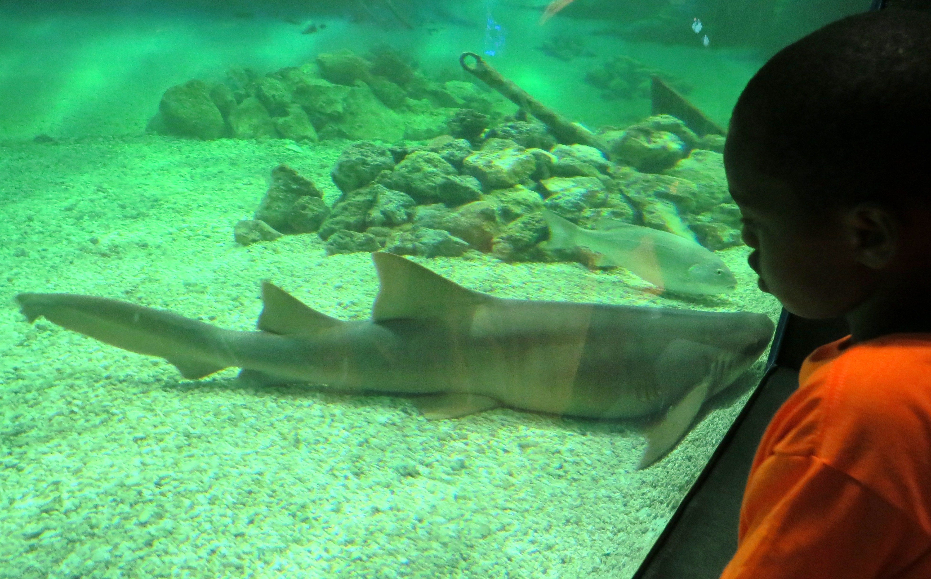Aquarium trip. SHARON SHERIDAN PHOTO