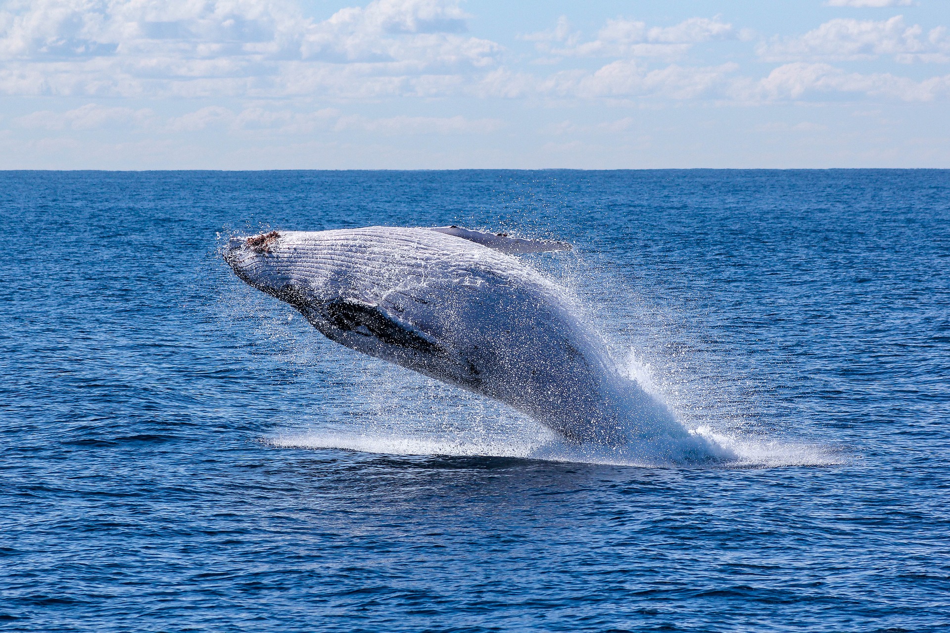 “Whaling” email attacks: How to foil them
