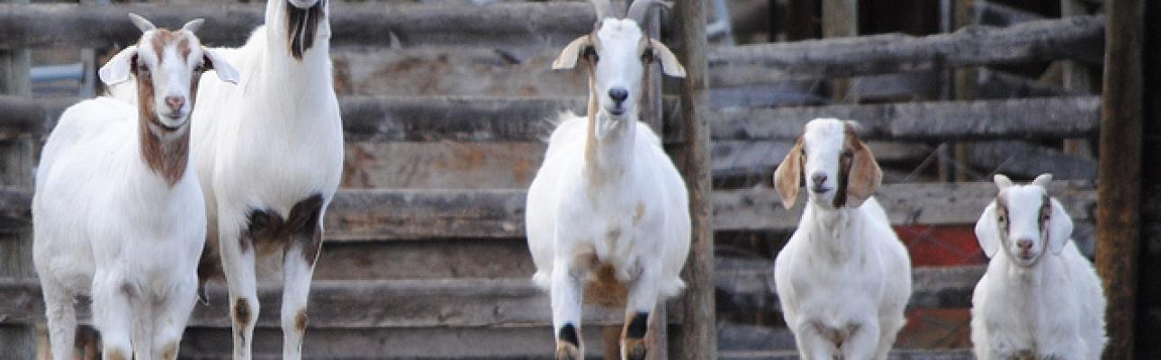Photo: "Happy goat family" (original photo). Photographer: "bagsgroove."