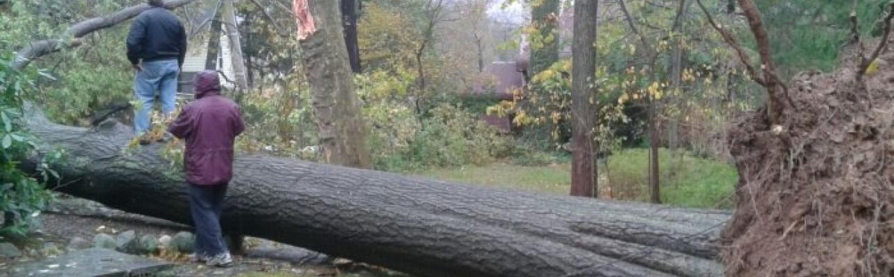 A tree downed by Hurricane Sandy. ELAINE BENNETT PHOTO