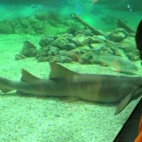 Aquarium trip. SHARON SHERIDAN PHOTO