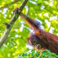 Looking at You, Borneo. CYNTHIA L. BLACK PHOTO