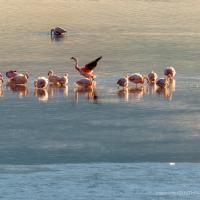 Sunrise with the Flamingos, Laguna, Bolivia. CYNTHIA L. BLACK PHOTO