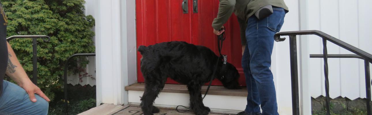 The training search begins with the trainee smelling outside the church door. SHARON SHERIDAN HAUSMAN PHOTO