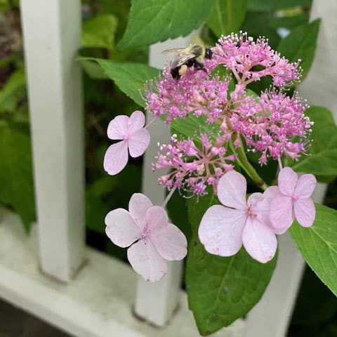 hydrangea