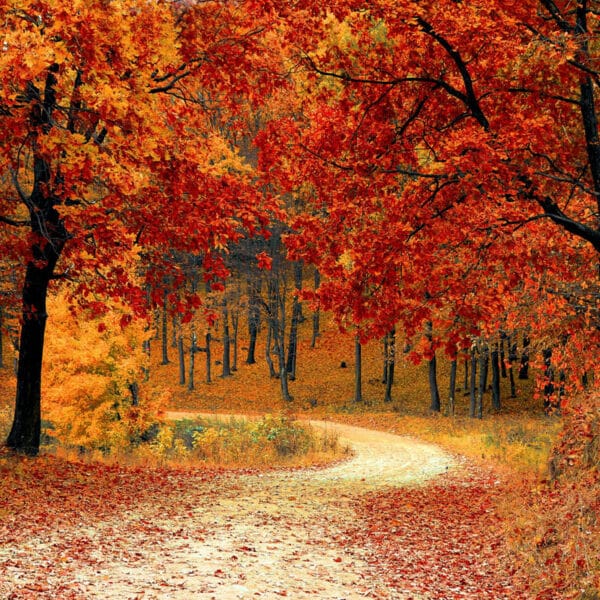 Autumn leaves
